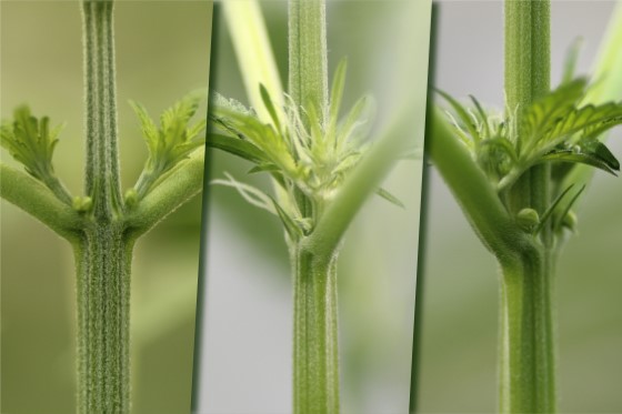 Pro porovnání zleva lze pozorovat rozdíl mezi samčí, samičí a zcela vpravo hermafroditní rostlinou konopí